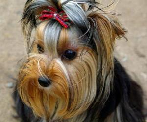 Puzzle Yorkshire Terrier est un chien de petite taille appartenant au groupe des terriers et originaire du comté anglais du même nom