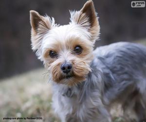 Puzzle Yorkshire Terrier