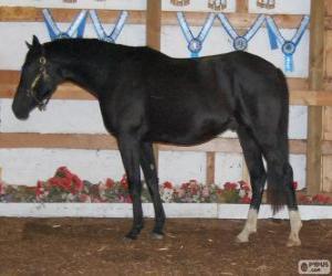 Puzzle Zweibrücker chevaux originaire d'Allemagne