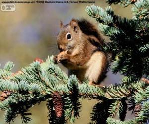 Puzzle Écureuil roux sur un arbre