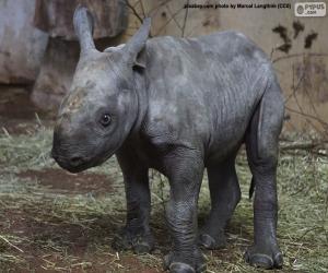Puzzle Élevage de rhinocéros noirs