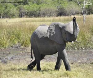 Puzzle Éléphant avec le tube à haute