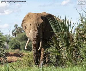 Puzzle Éléphant dans la jungle