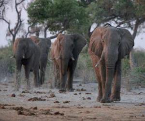 Puzzle Éléphants d'Afrique