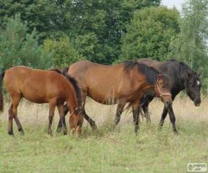 Puzzle Žemaitukas ou Zhmud, Zhemaichu cheval originaire de Lituanie