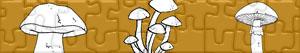 Puzzles de Champignons