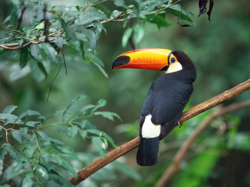 un toucan de 25 pièces trop cool a recréer puzzle