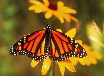  Voici le casse-tété du beau papillon Le Monarque. puzzle