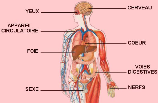 Puzzle des organes du corps humain puzzle