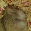 hamsters puzzle