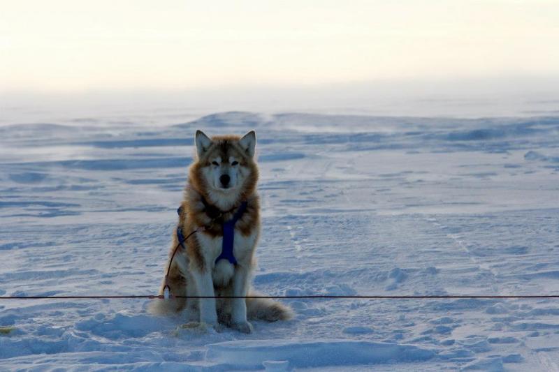 chien au froid puzzle