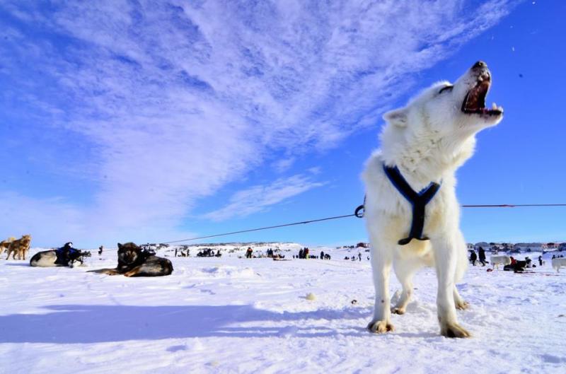 chien inuit puzzle