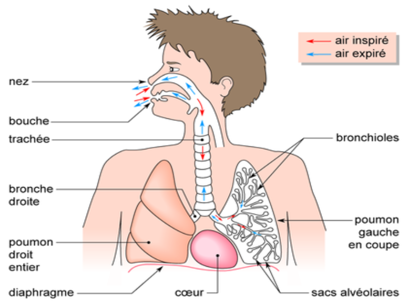 La respiration puzzle